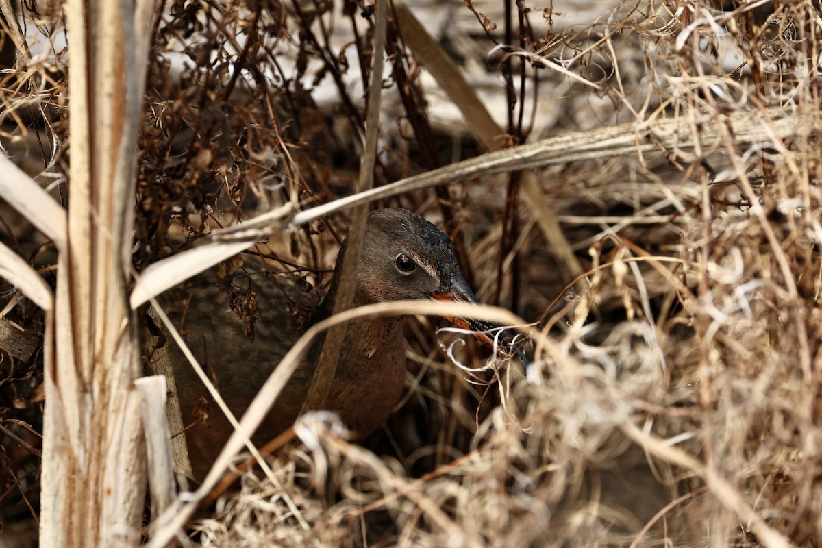 Ridgway's Rail - ML645434398