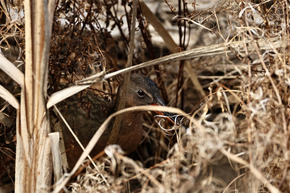 Ridgway's Rail - ML645434399
