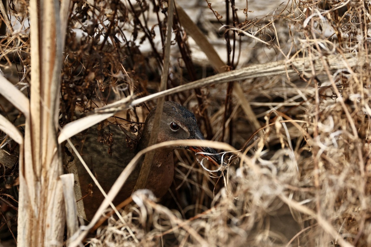 Ridgway's Rail - ML645434401