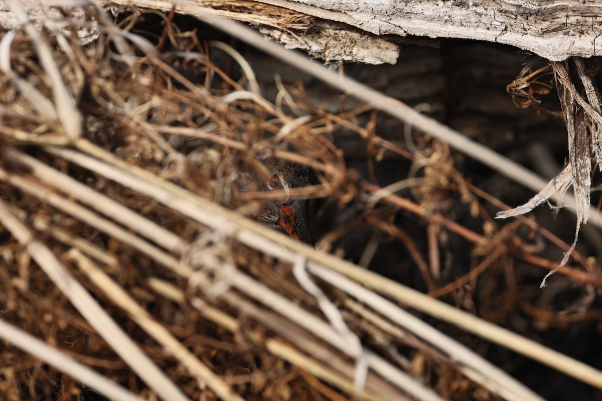 Ridgway's Rail - ML645434405