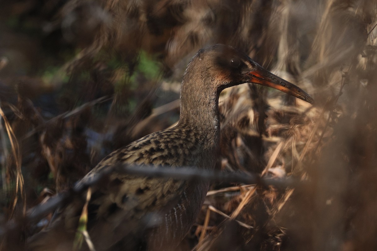 Ridgway's Rail - ML645434406