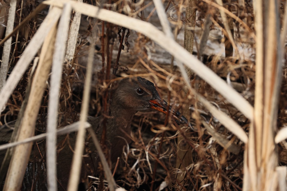 Ridgway's Rail - ML645434407