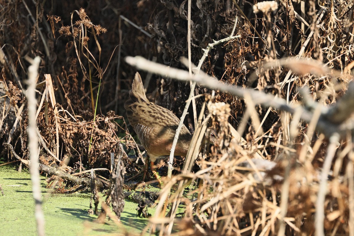 Ridgway's Rail - ML645434409