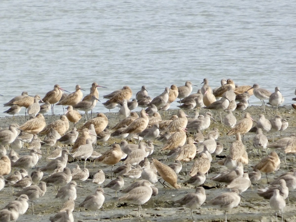 Marbled Godwit - ML645434414