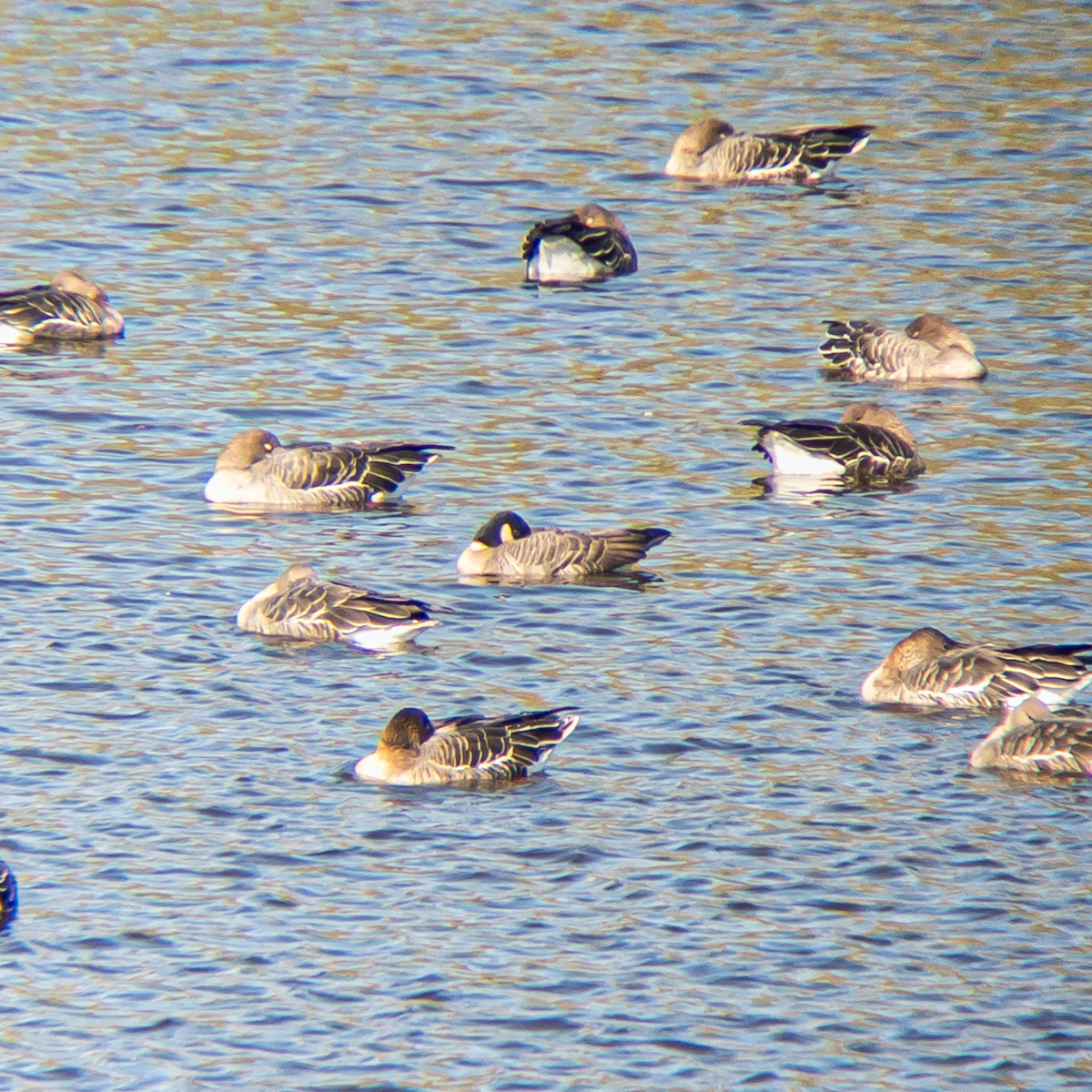 Cackling Goose (Aleutian) - ML645434416