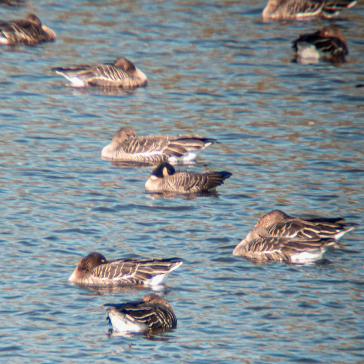 Cackling Goose (Aleutian) - ML645434417