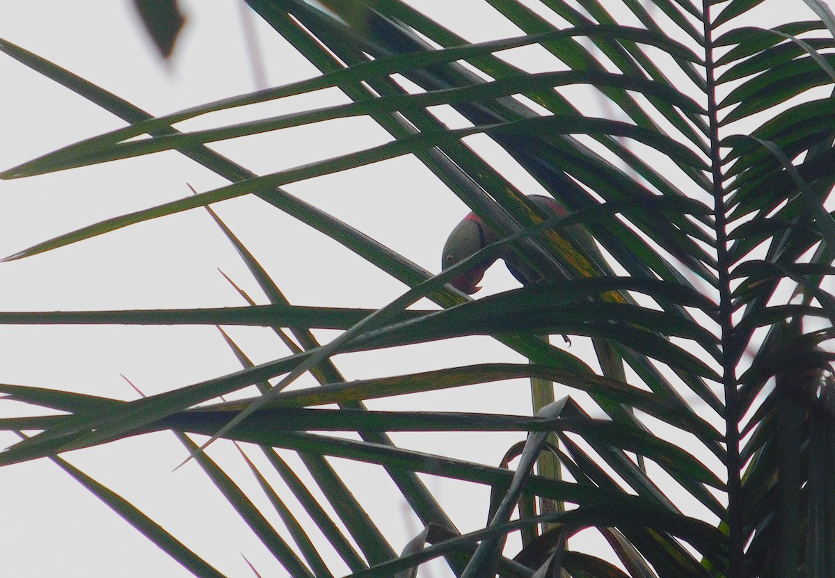 亞歷山大鸚鵡 - ML645434420