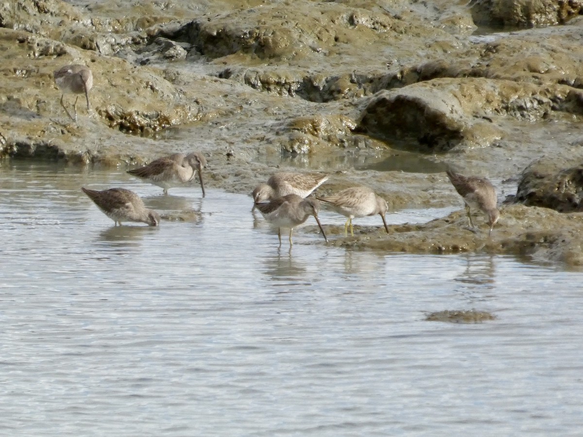 Long-billed Dowitcher - ML645434421
