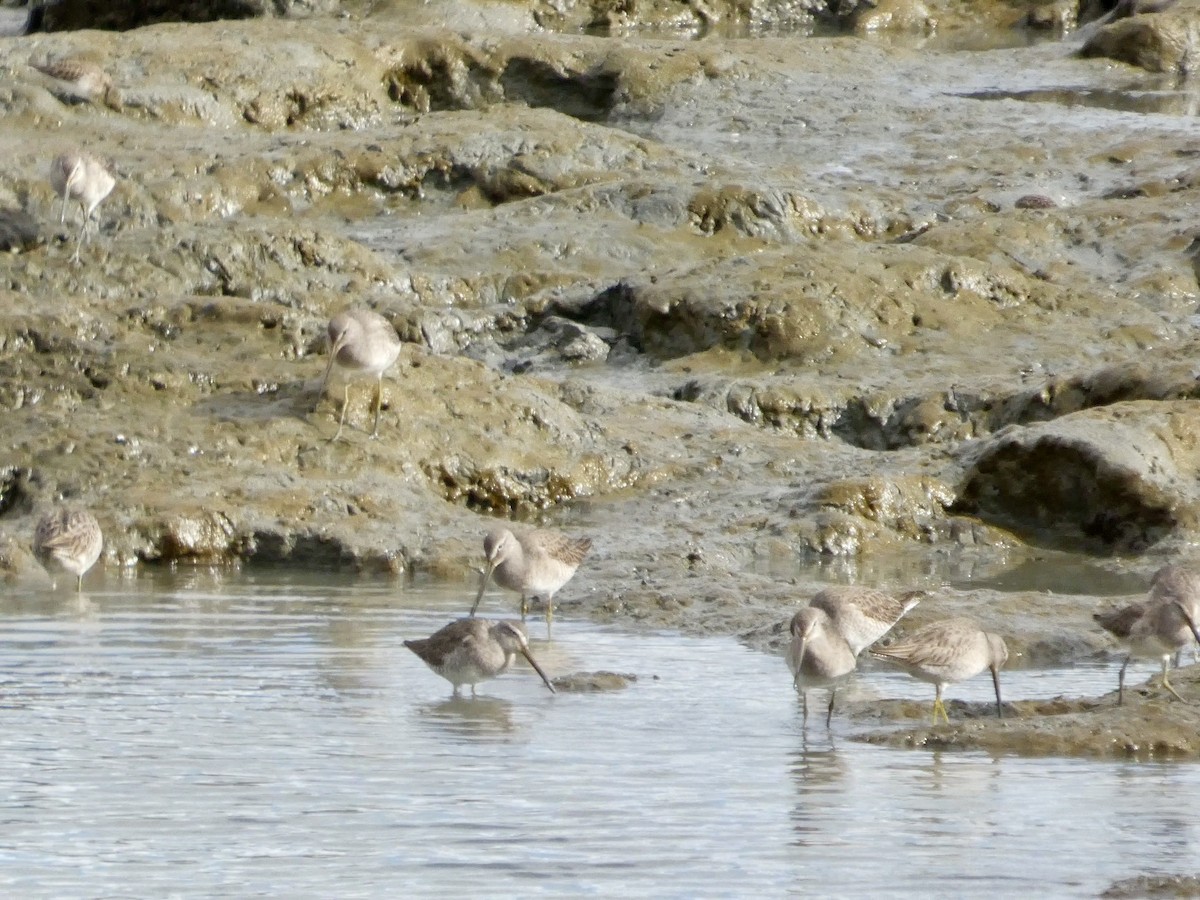 Long-billed Dowitcher - ML645434422