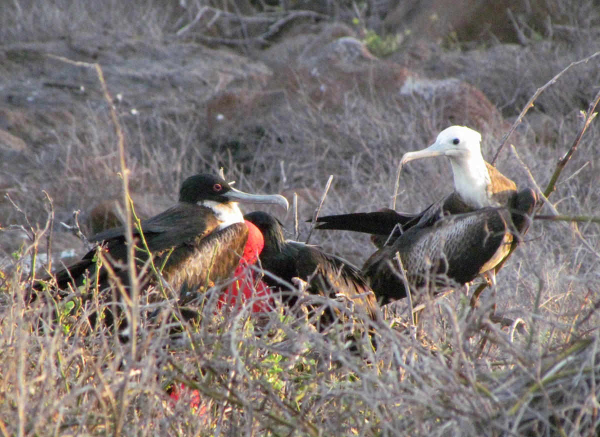 פריגט גדול - ML645434432