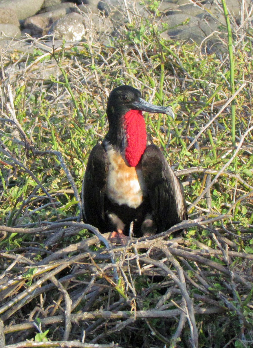 פריגט גדול - ML645434445