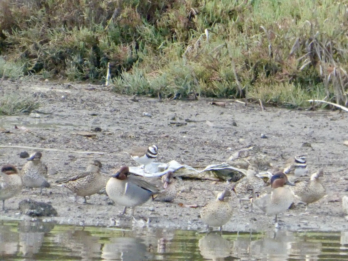 Killdeer - ML645434446