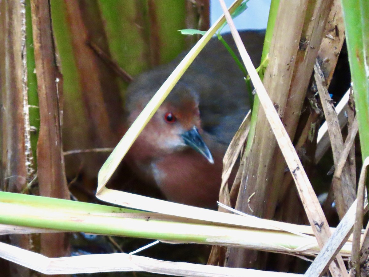 Ruddy-breasted Crake - ML645434454