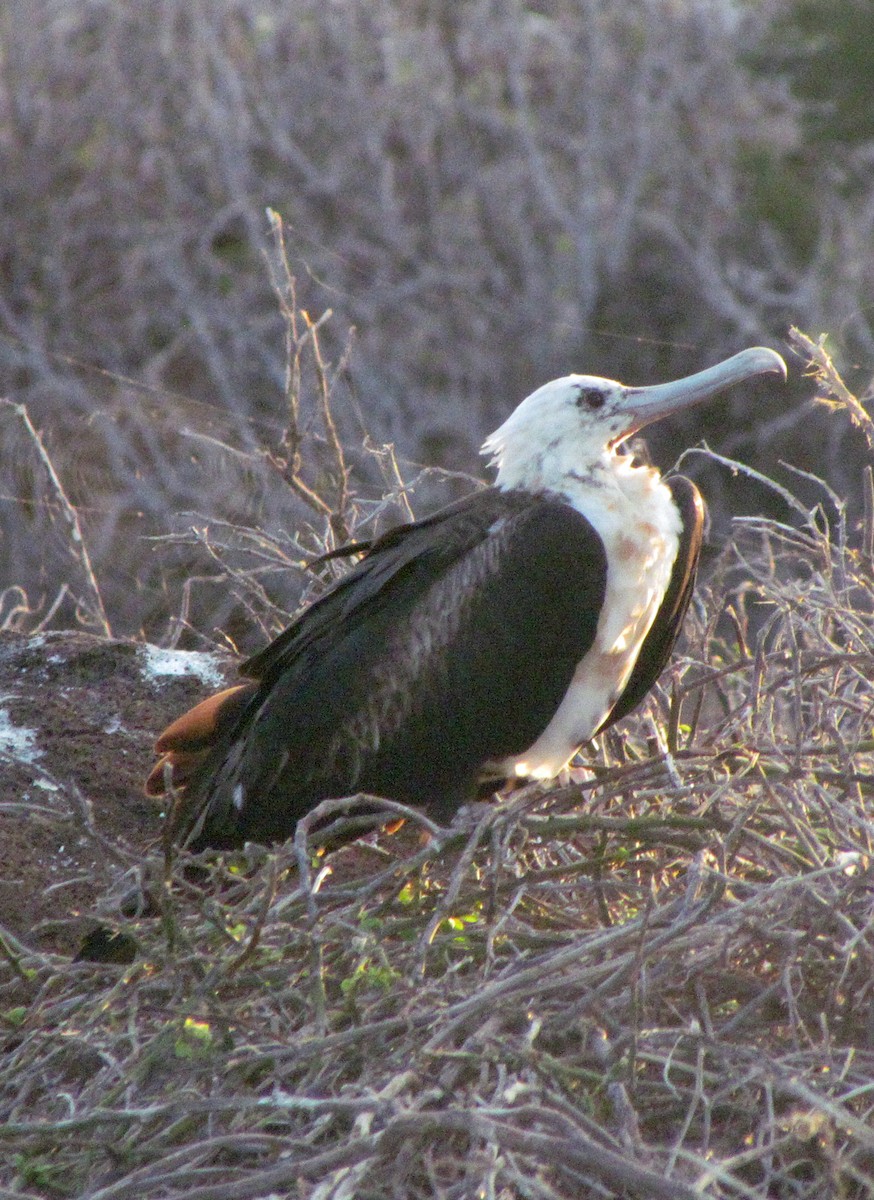 פריגט גדול - ML645434456