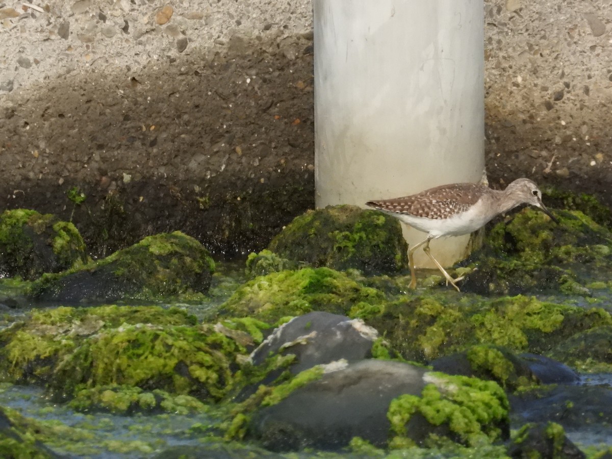 vodouš bahenní - ML645434459