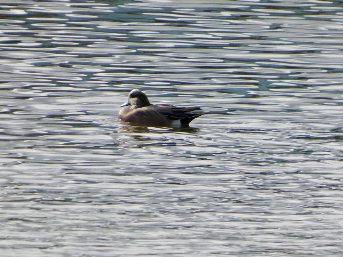 American Wigeon - ML645434464