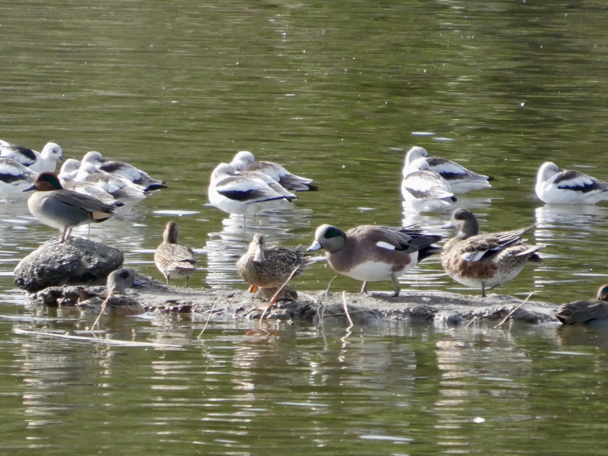 American Wigeon - ML645434465