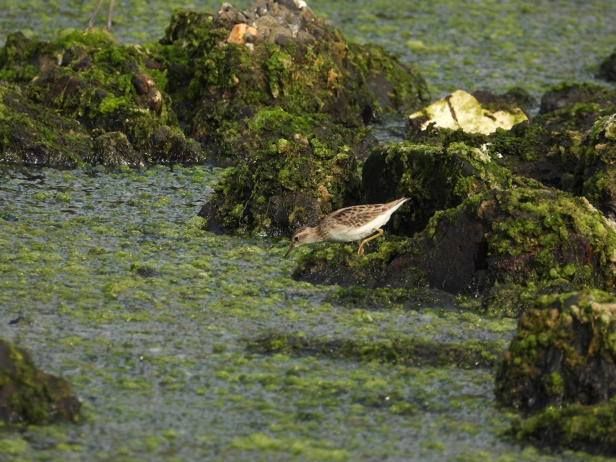 Long-toed Stint - ML645434466