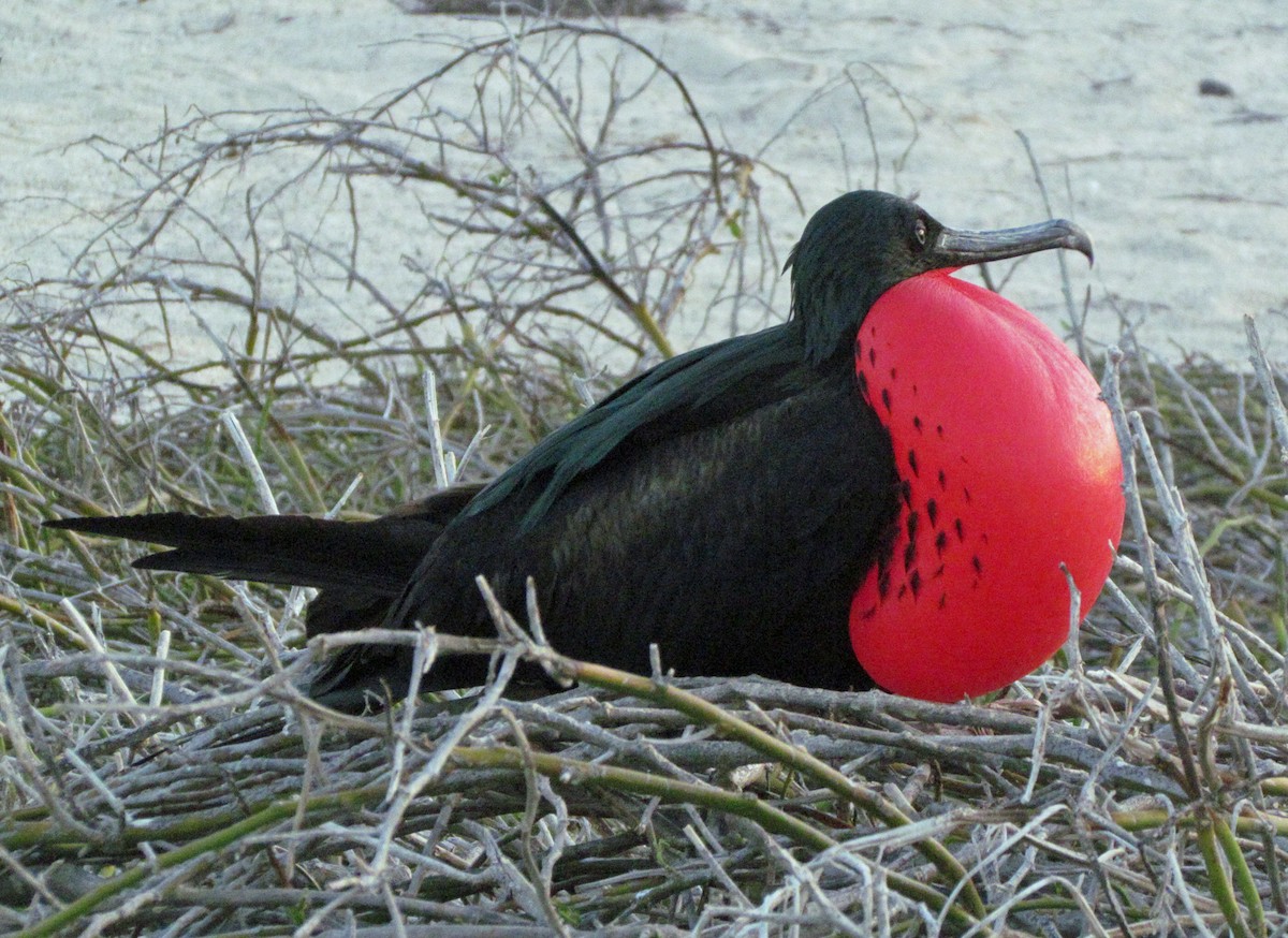 פריגט גדול - ML645434469