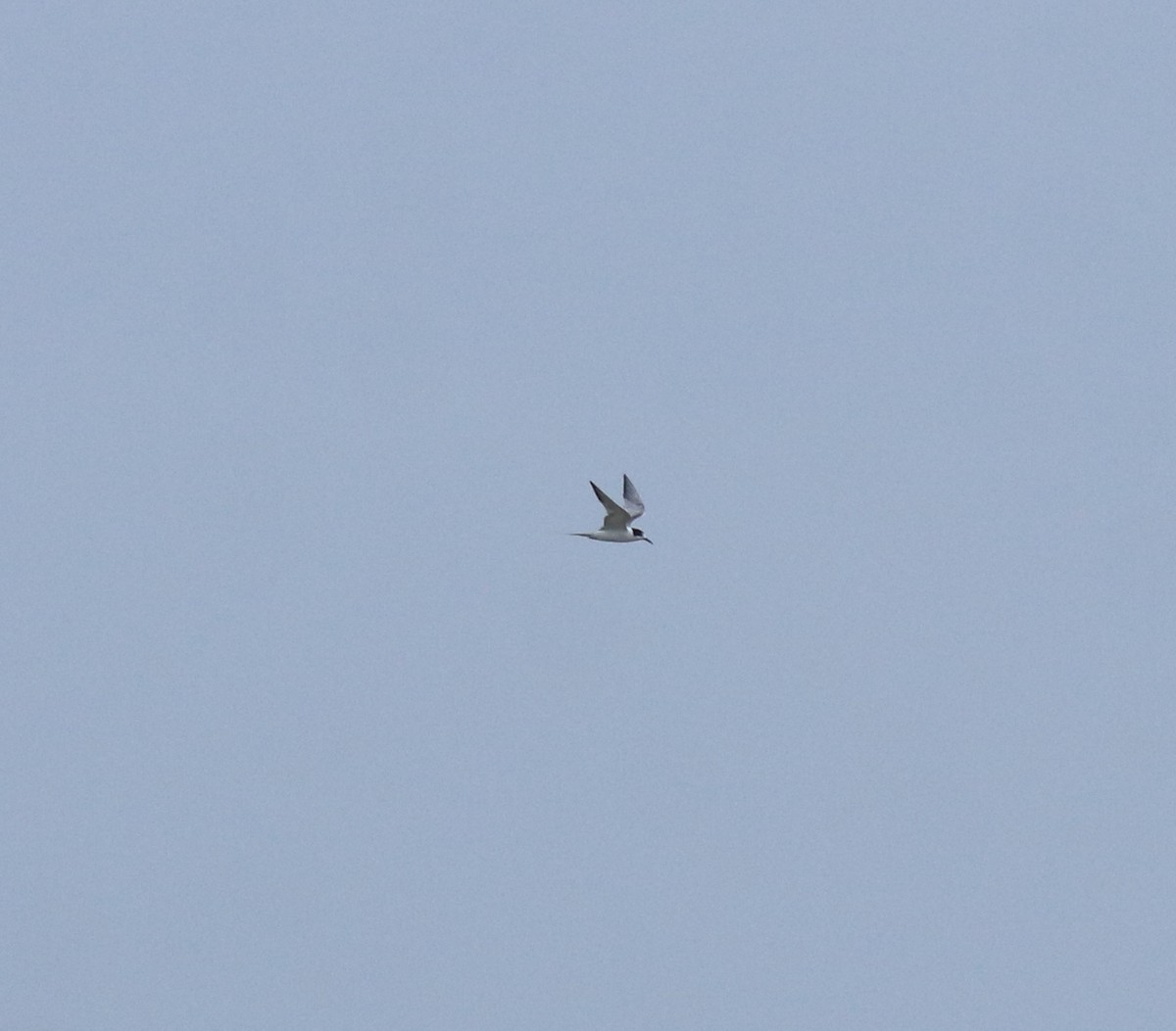 燕鷗 - ML645434472