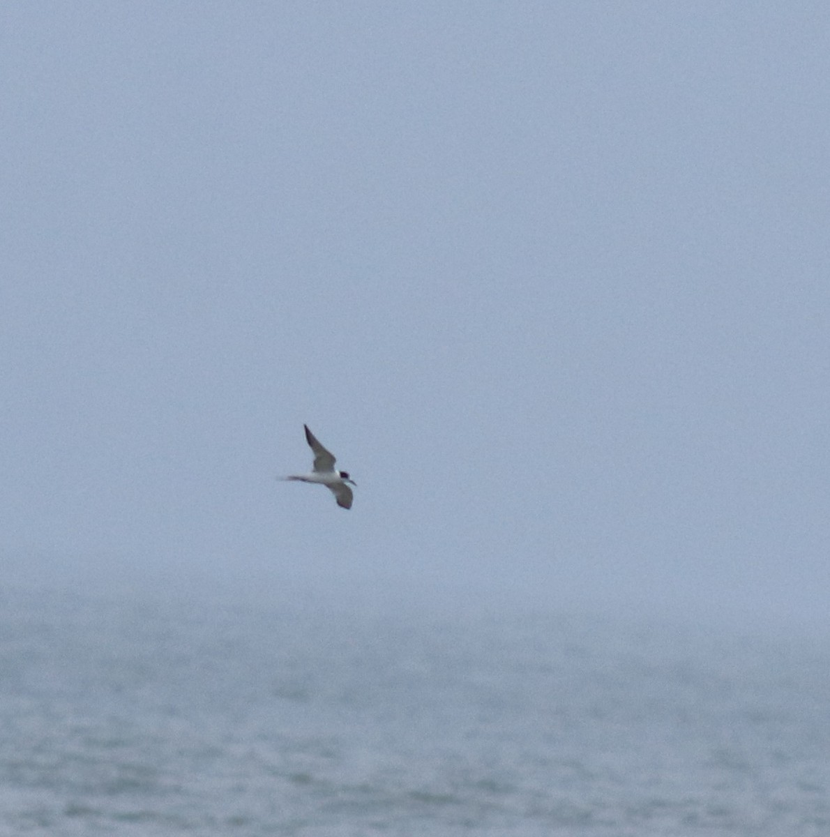 燕鷗 - ML645434473