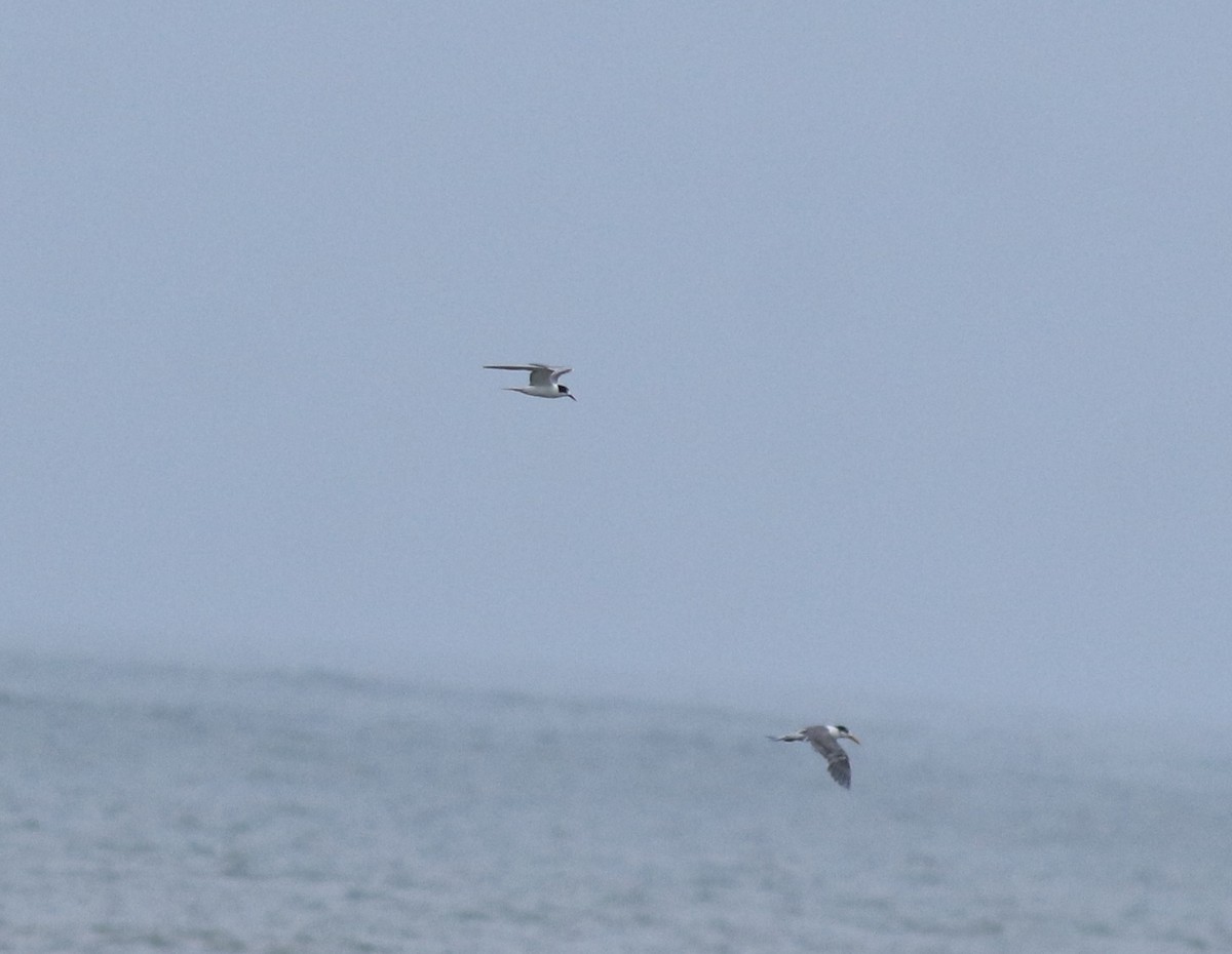 アジサシ - ML645434474