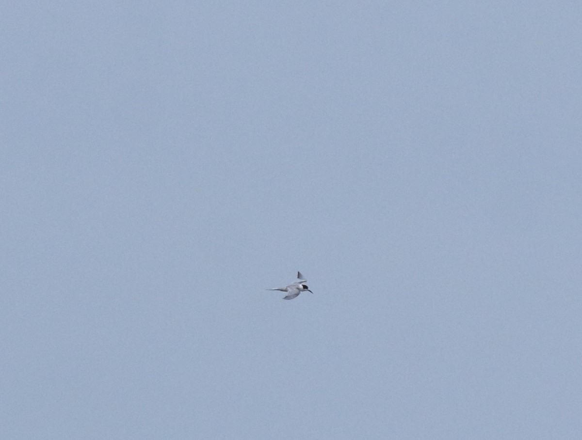 アジサシ - ML645434475