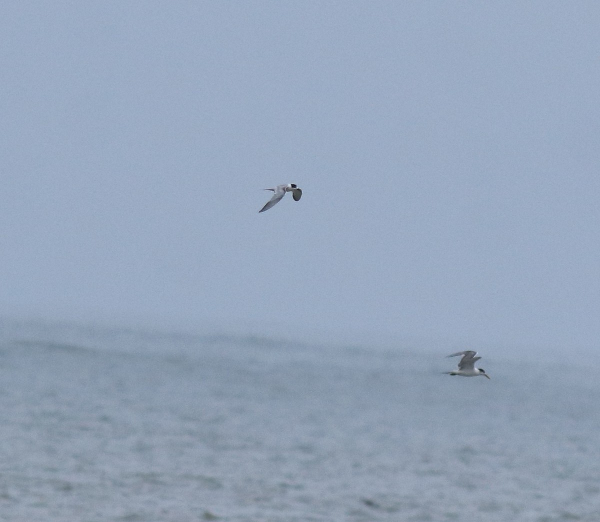 アジサシ - ML645434476