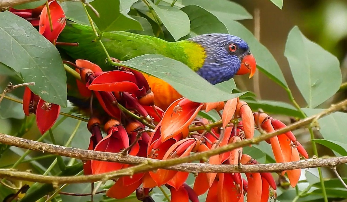 オーストラリアゴシキセイガイインコ - ML645434478