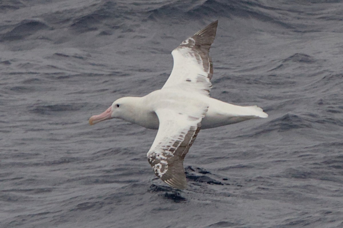 Snowy Albatross - ML645434479