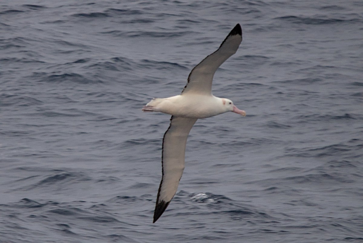 Snowy Albatross - ML645434480