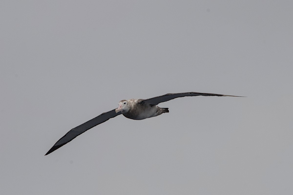 Snowy Albatross - ML645434481