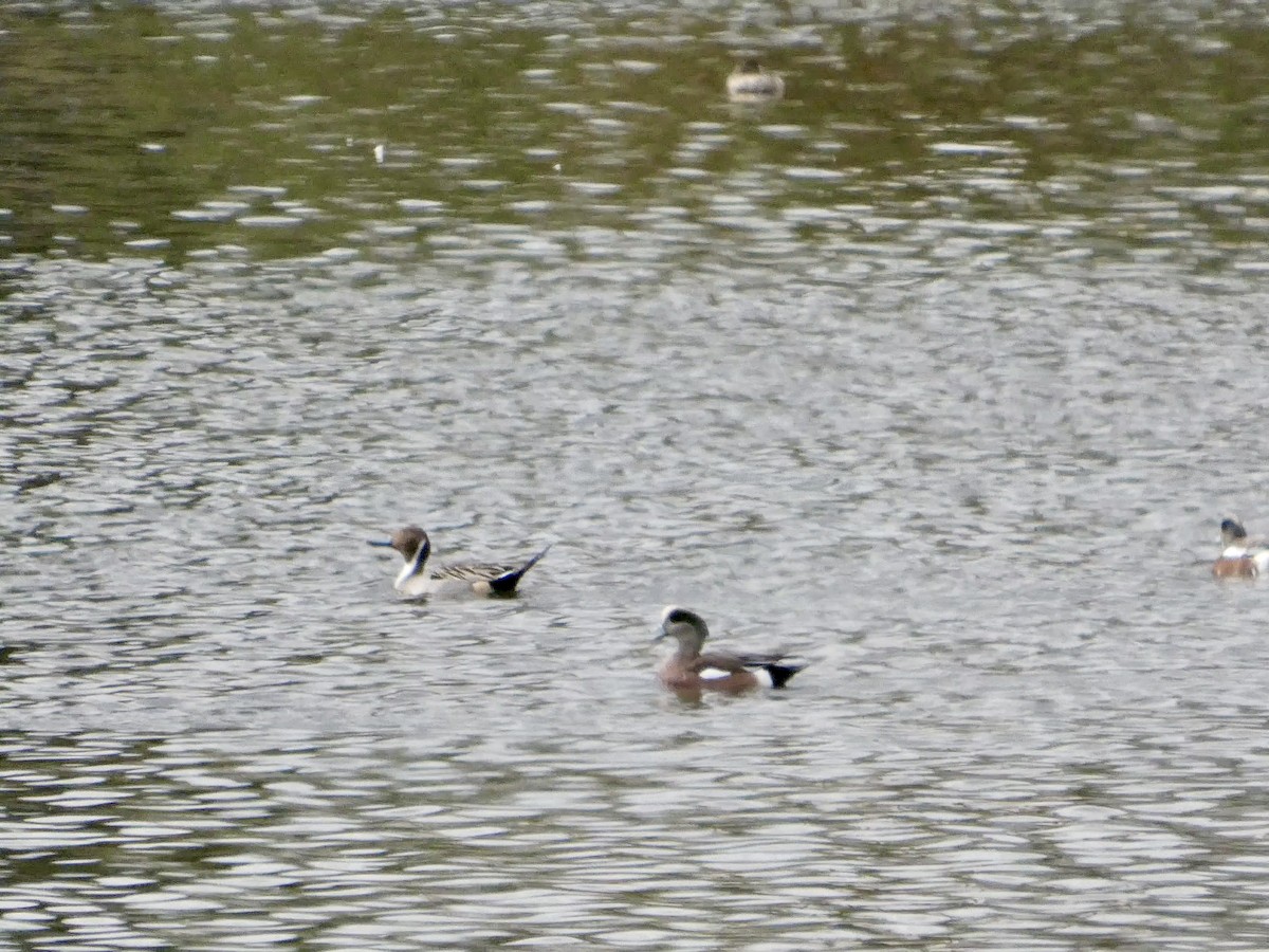 オナガガモ - ML645434482