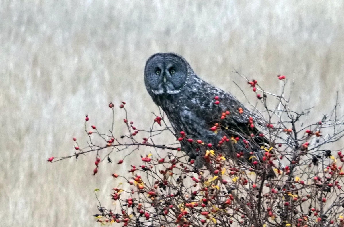 カラフトフクロウ - ML645434483