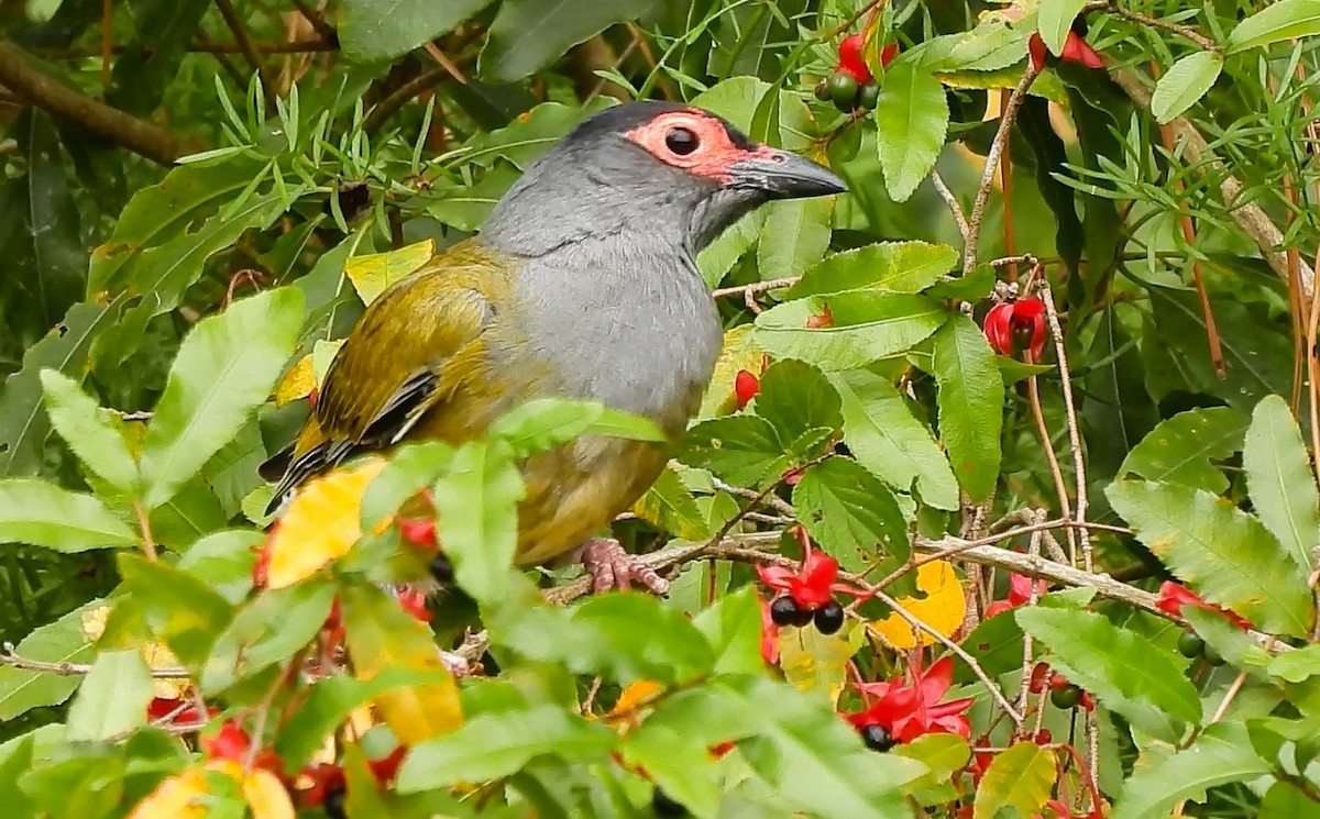 メガネコウライウグイス - ML645434485