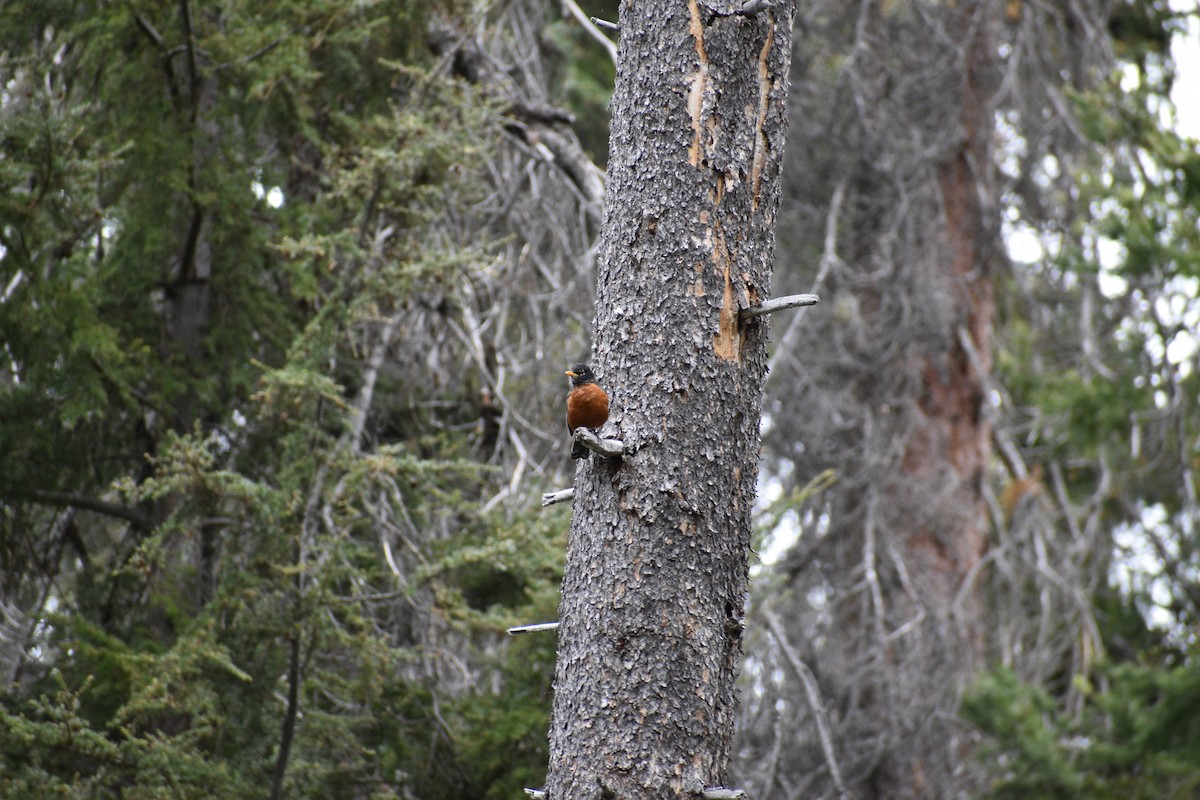 コマツグミ - ML645434486