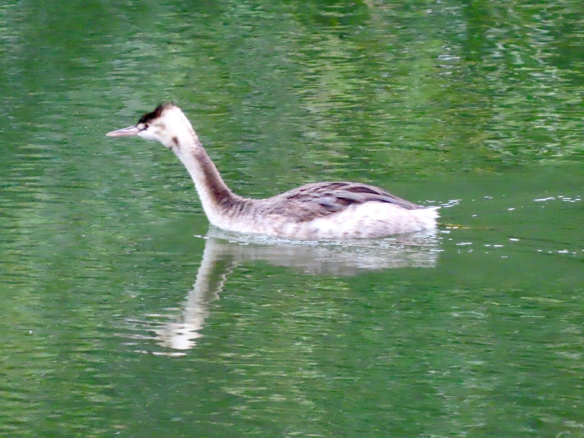 カンムリカイツブリ - ML645434487