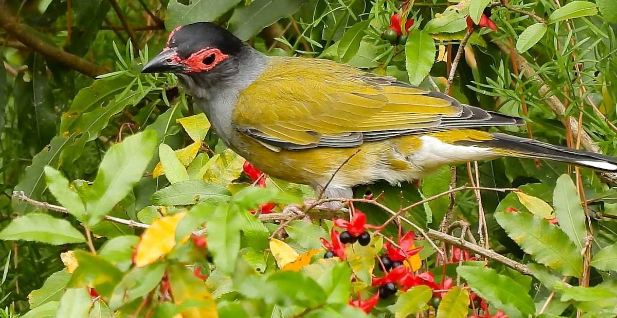 メガネコウライウグイス - ML645434488