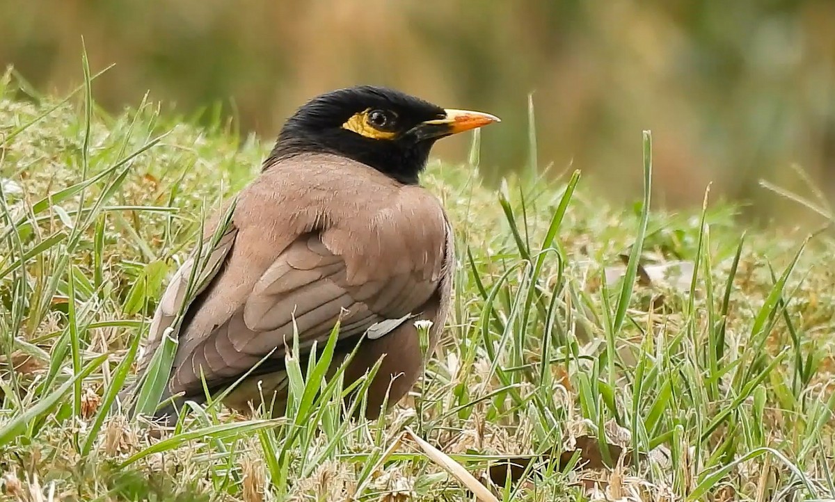 インドハッカ - ML645434489