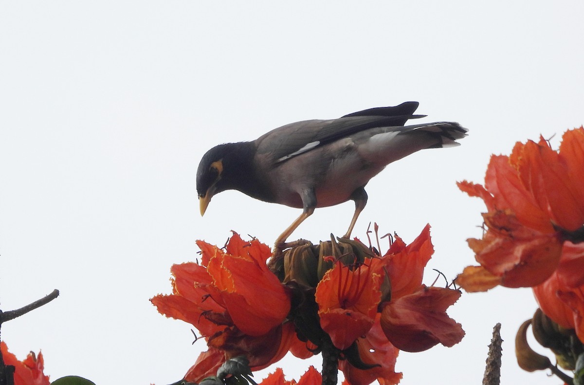 インドハッカ - ML645434490