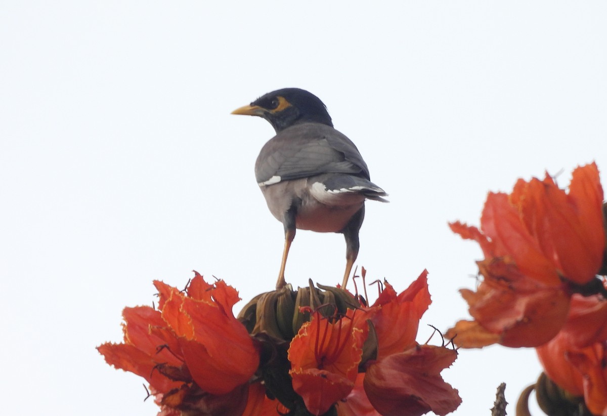 インドハッカ - ML645434491