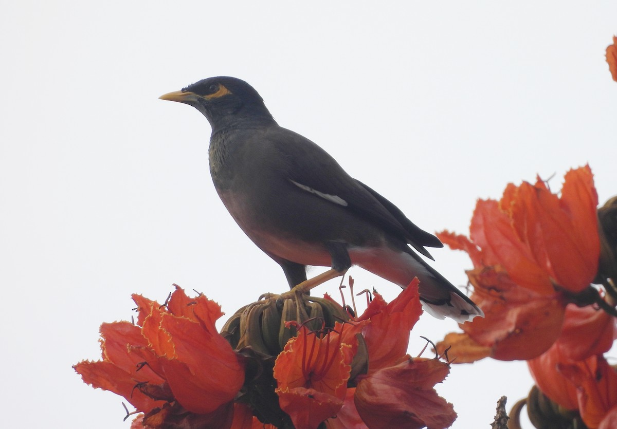 インドハッカ - ML645434492