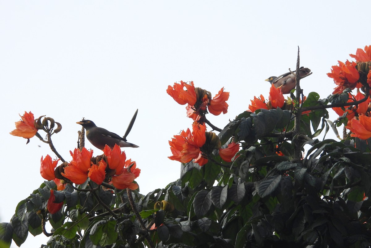 インドハッカ - ML645434493