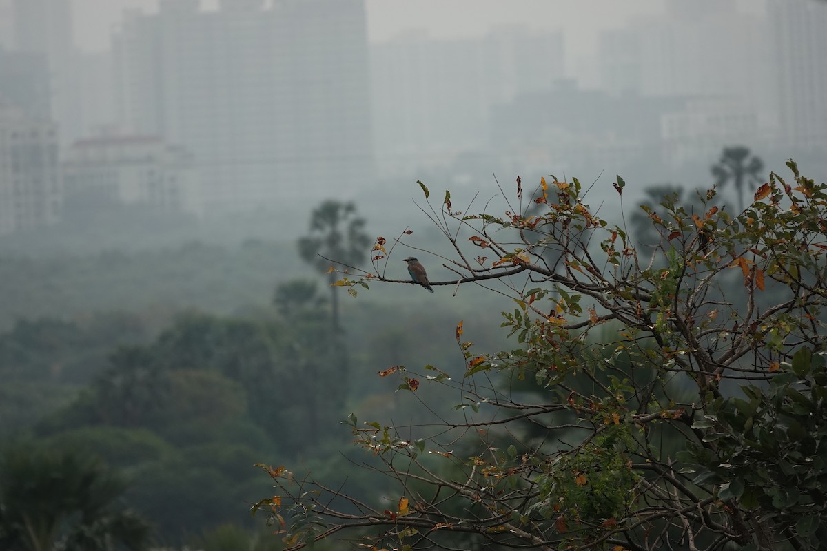 ニシブッポウソウ - ML645434494