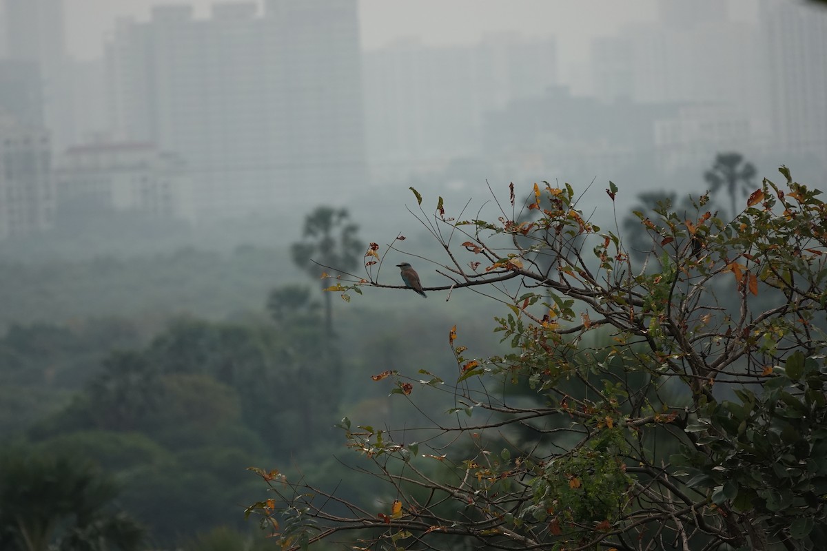 ニシブッポウソウ - ML645434495