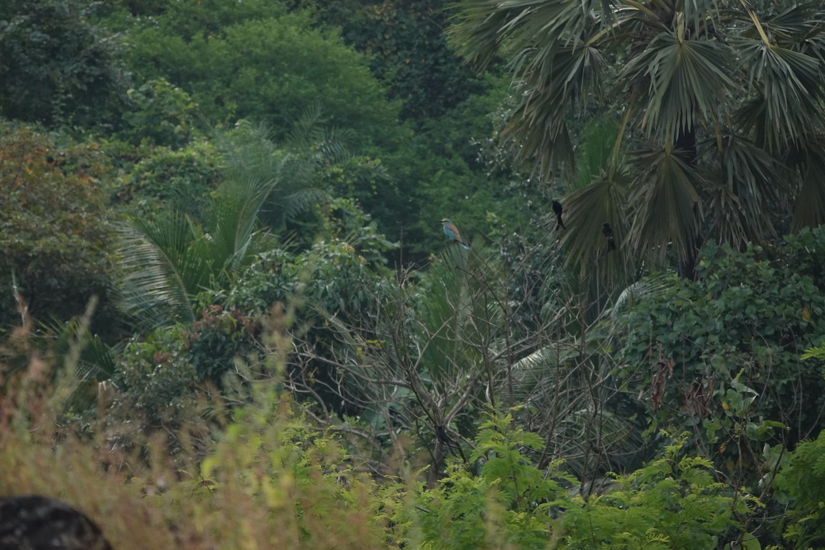 ニシブッポウソウ - ML645434496