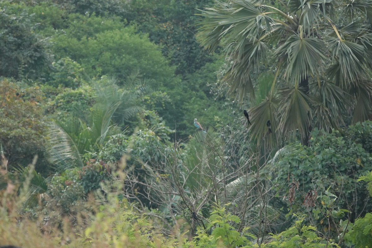 ニシブッポウソウ - ML645434497