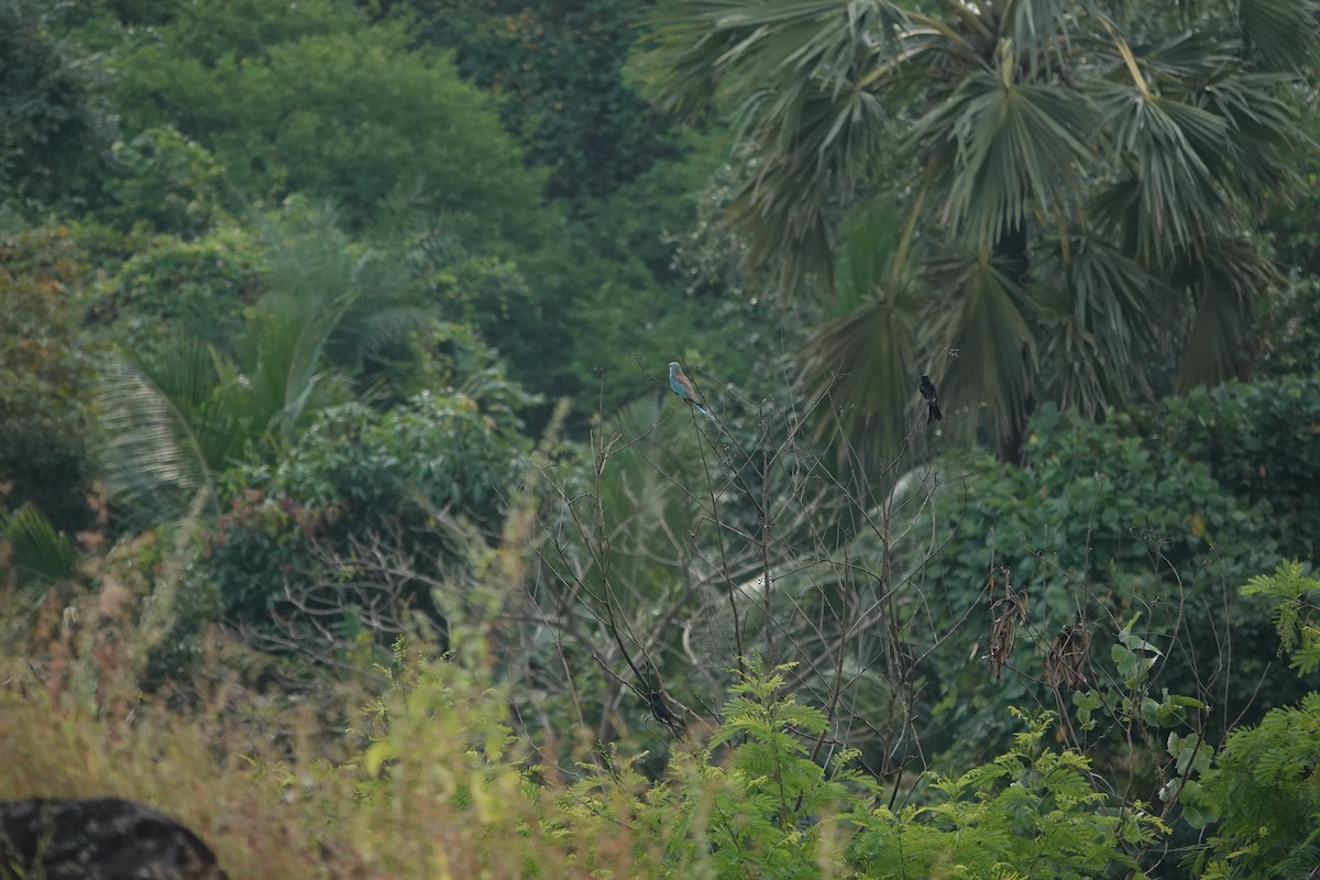 ニシブッポウソウ - ML645434498