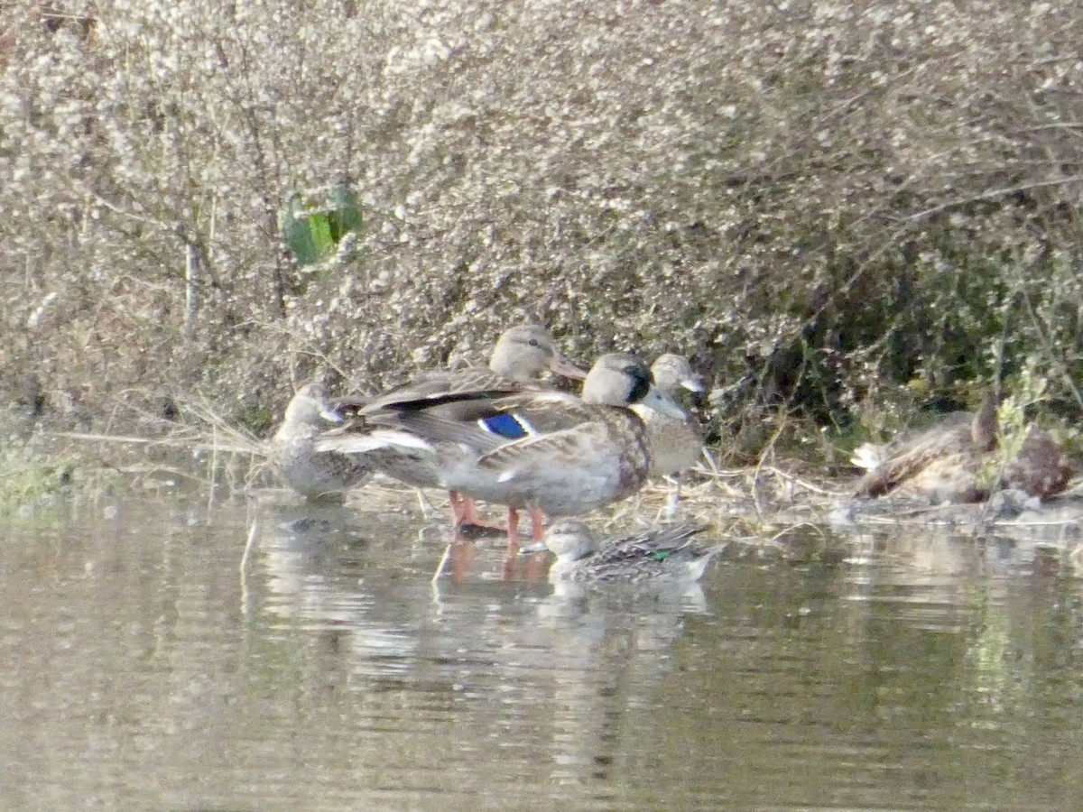 マガモ - ML645434499