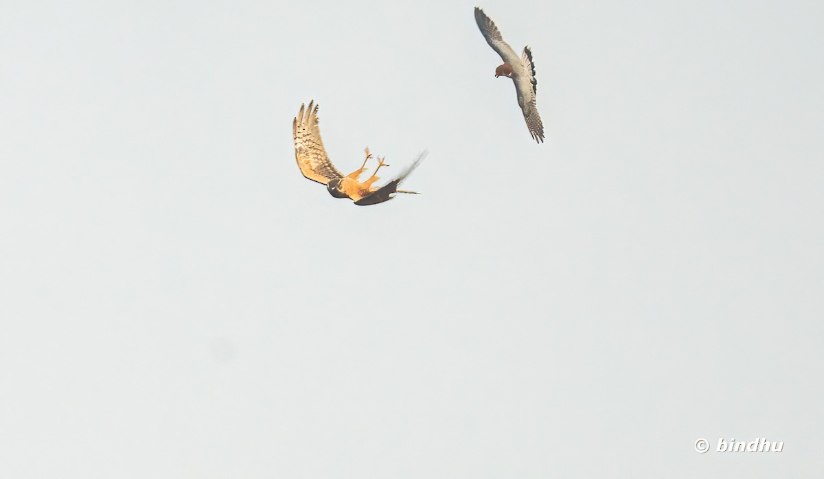 アカガシラチョウゲンボウ - ML645434500